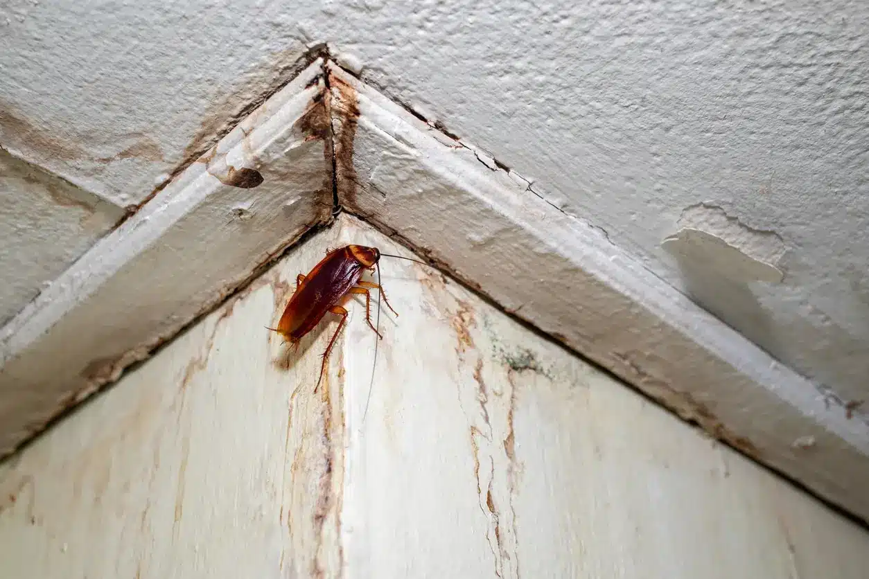 Signs of pest activity in a South Florida home
