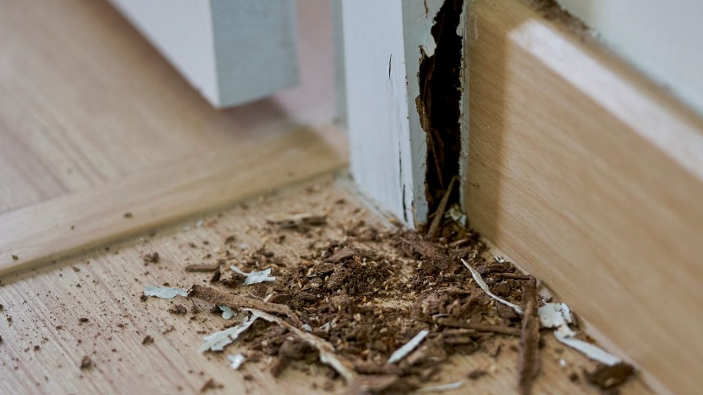 Signs That Termites May Already Be Present