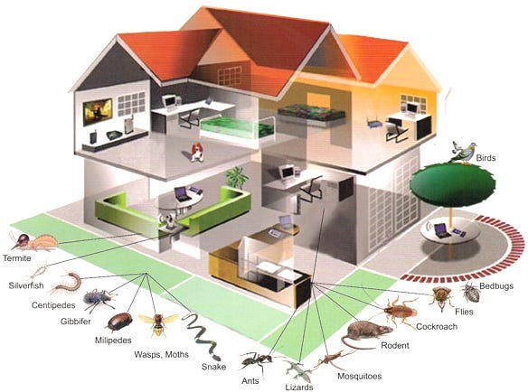 When Should You Start Residential Pest Control Treatments in Spring?