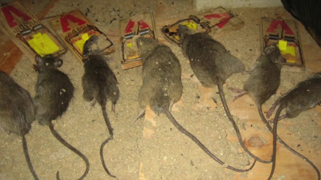How Does a Rodent Control Service Identify Hidden Rat Entry Points in Your Property?