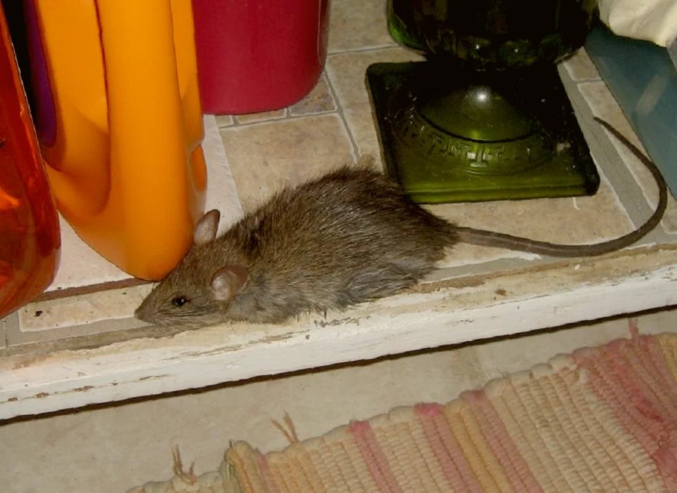 Behavioral Patterns That Reveal Rat Activity